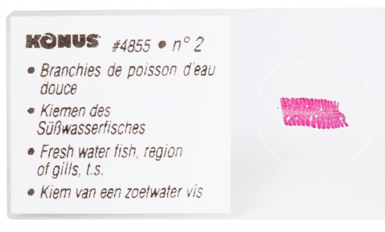 Набор микропрепаратов Konus 10: «Рыбы, лягушки и другие земноводные»